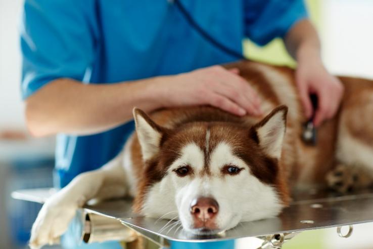 consultation vétérinaire chien malade