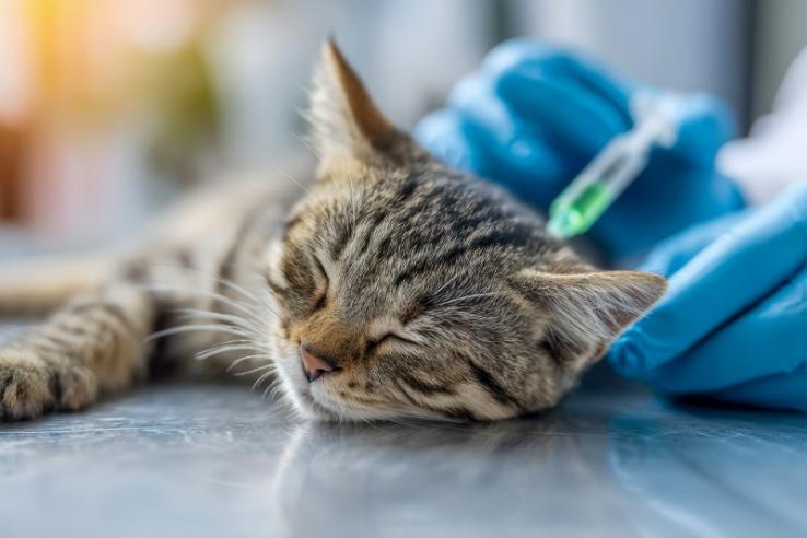analyse tumeur chat