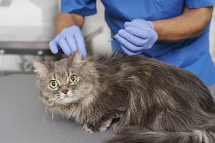 vaccin animaux Romedenne vaccin animaux Romedenne