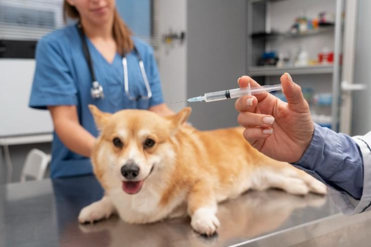 vaccin pour chien vaccin pour chien