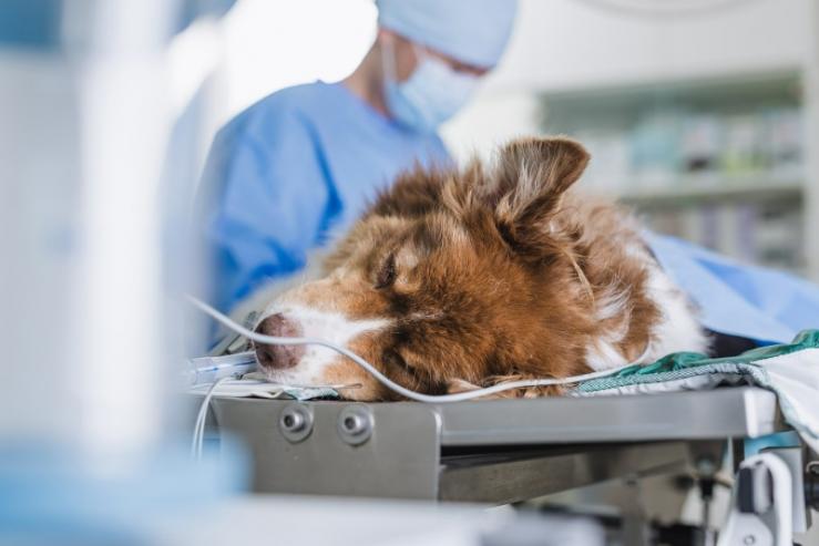 chirurgie animal