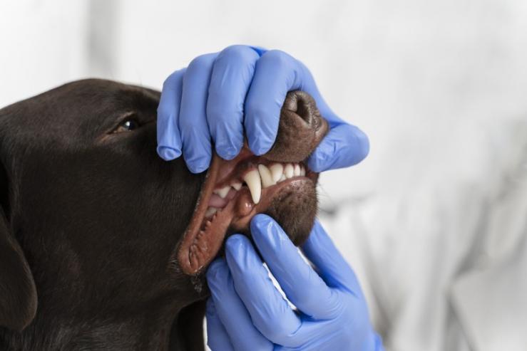 détartrage chien