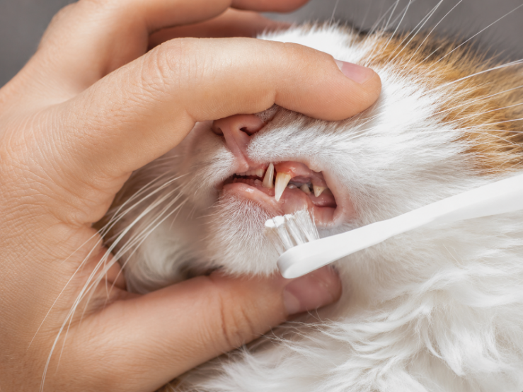 soins dentaires animaux Romedenne